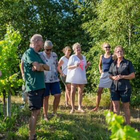 Rundvisning i vinmarkene ved Guldbæk vingård